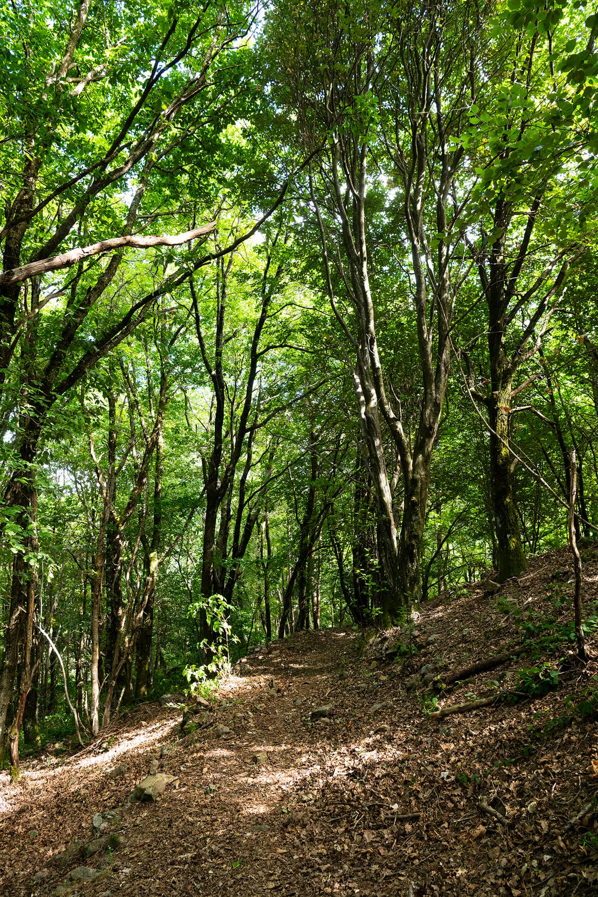 Crêtes et panorama ardéchois