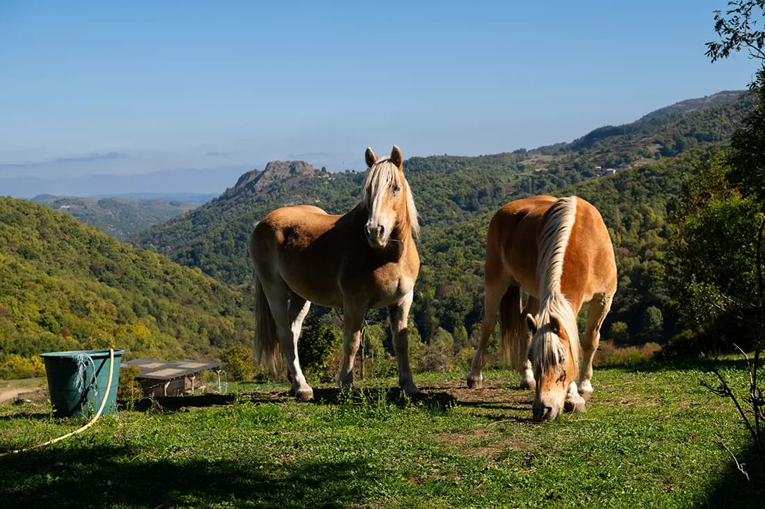Chevaux dans un pré avec vue sur les crêtes d’Ardèche